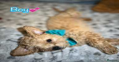 Miniature Poodle dogs - Advert 14