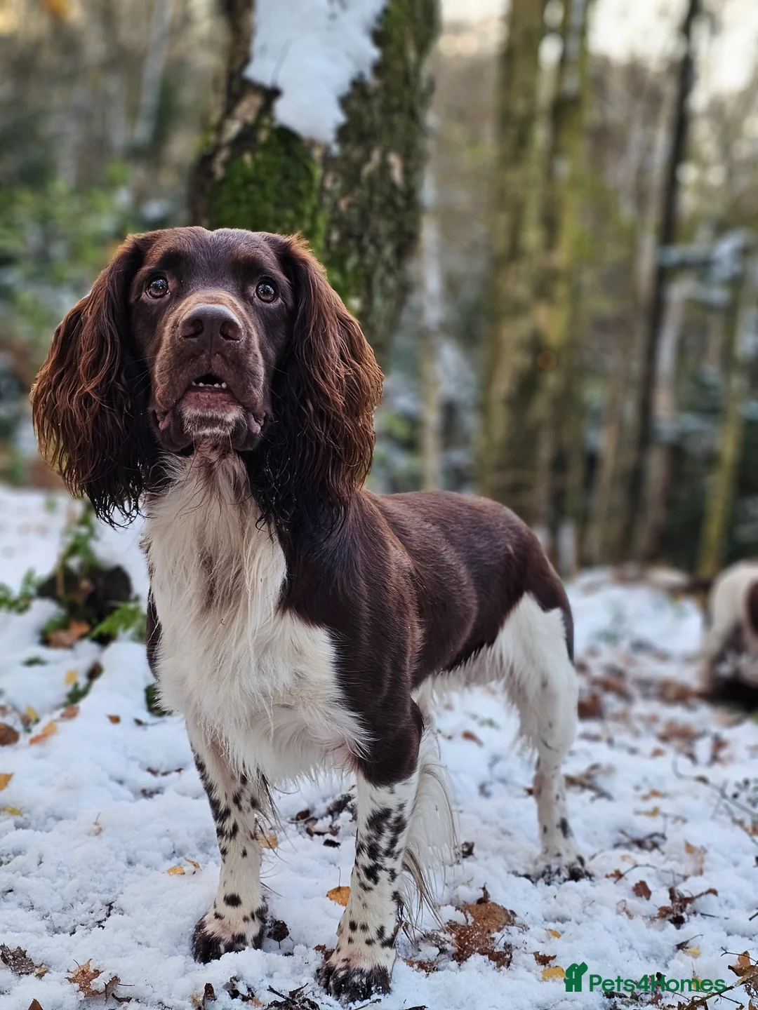 English Springer Spaniel dogs for stud: English Springer Spaniel Stud in Derby - Advert 26