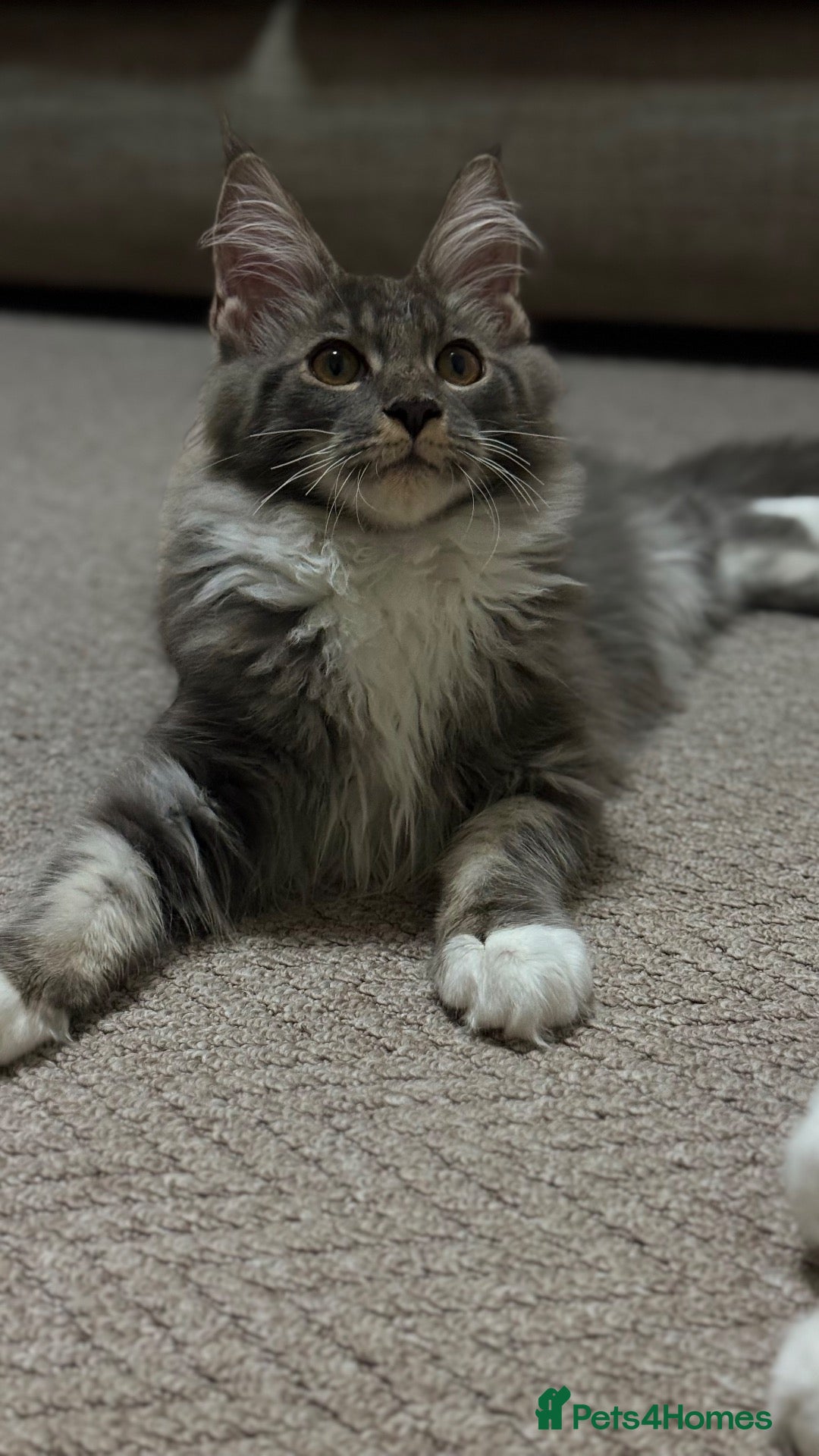 Maine Coon cats Licensed XXL Maine Coon kittens - Advert 1