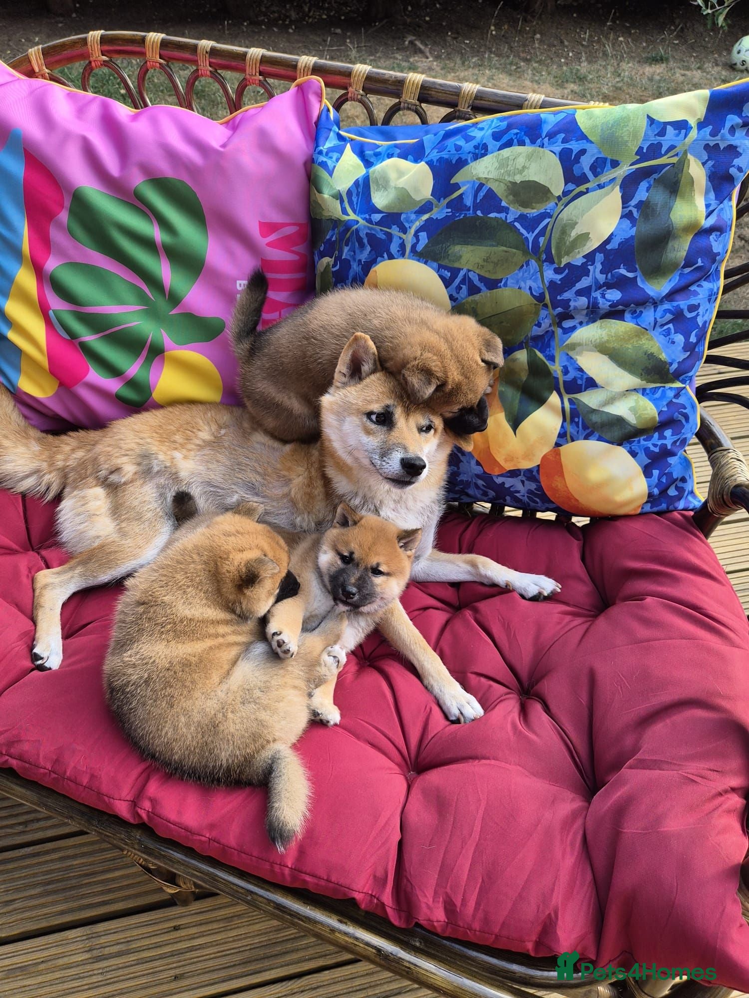 Japanese Shiba Inu dogs for sale: Last Lovely Shiba Inu Puppy, Ready for home now! - Advert 1