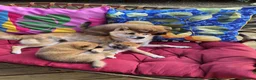 Japanese Shiba Inu dogs for sale: Last Lovely Shiba Inu Puppy, Ready for home now! - Advert 1