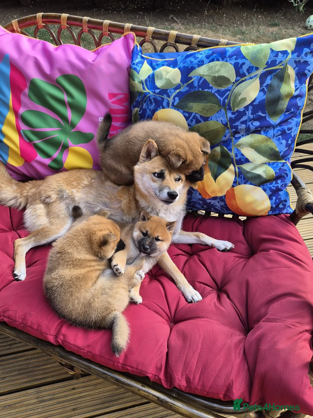 Japanese Shiba Inu dogs for sale: Last Lovely Shiba Inu Puppy, Ready for home now! - Advert 1