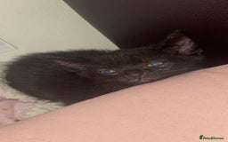 Domestic Shorthair cats for sale: kitten - Advert 7