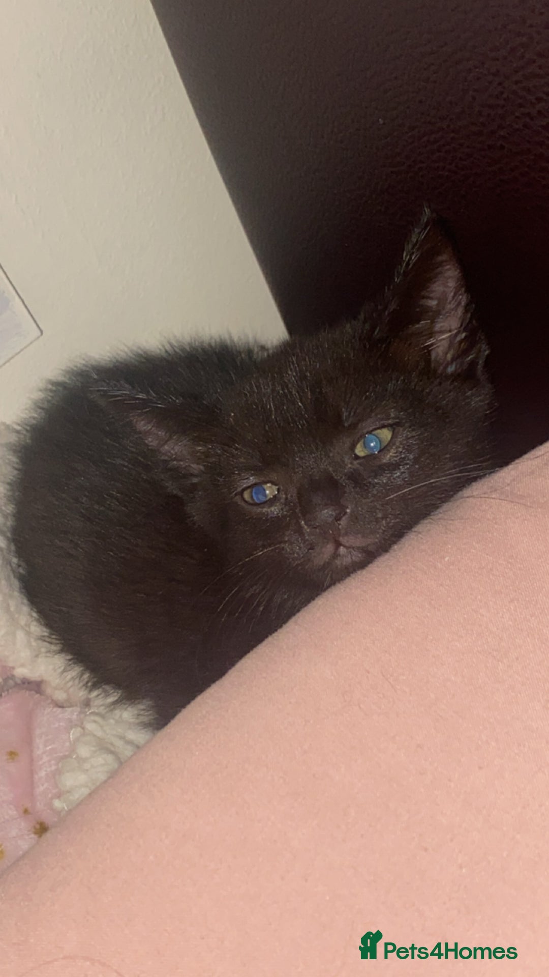 Domestic Shorthair cats for sale: kitten - Advert 7