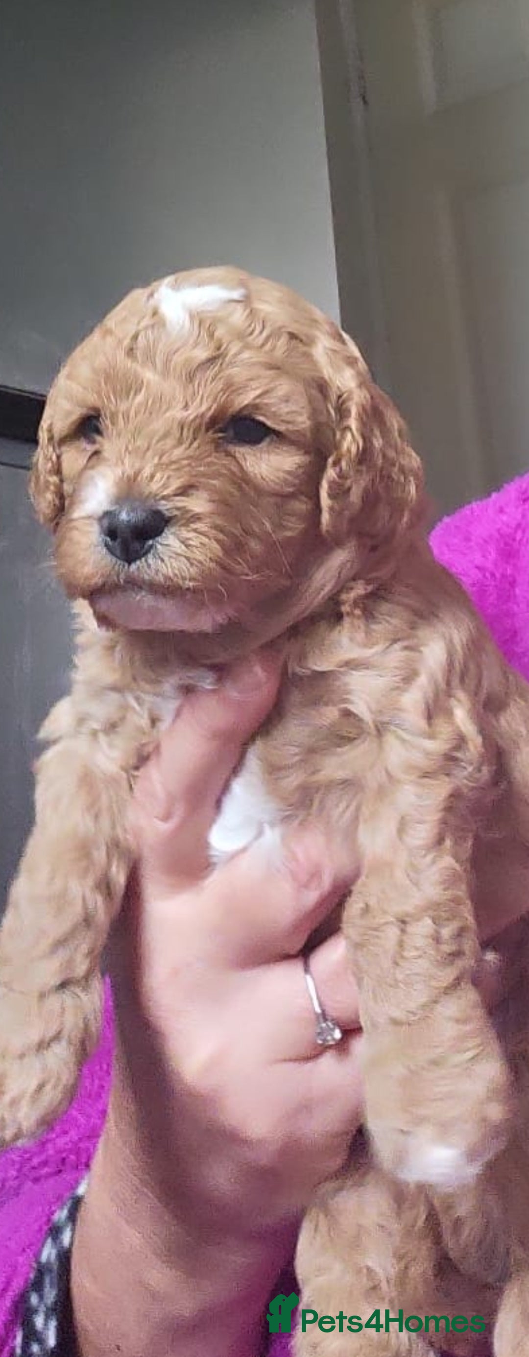 Cavapoo dogs for sale: LITTER OF BEAUTIFUL F2 CAVAPOOS  - Image 3
