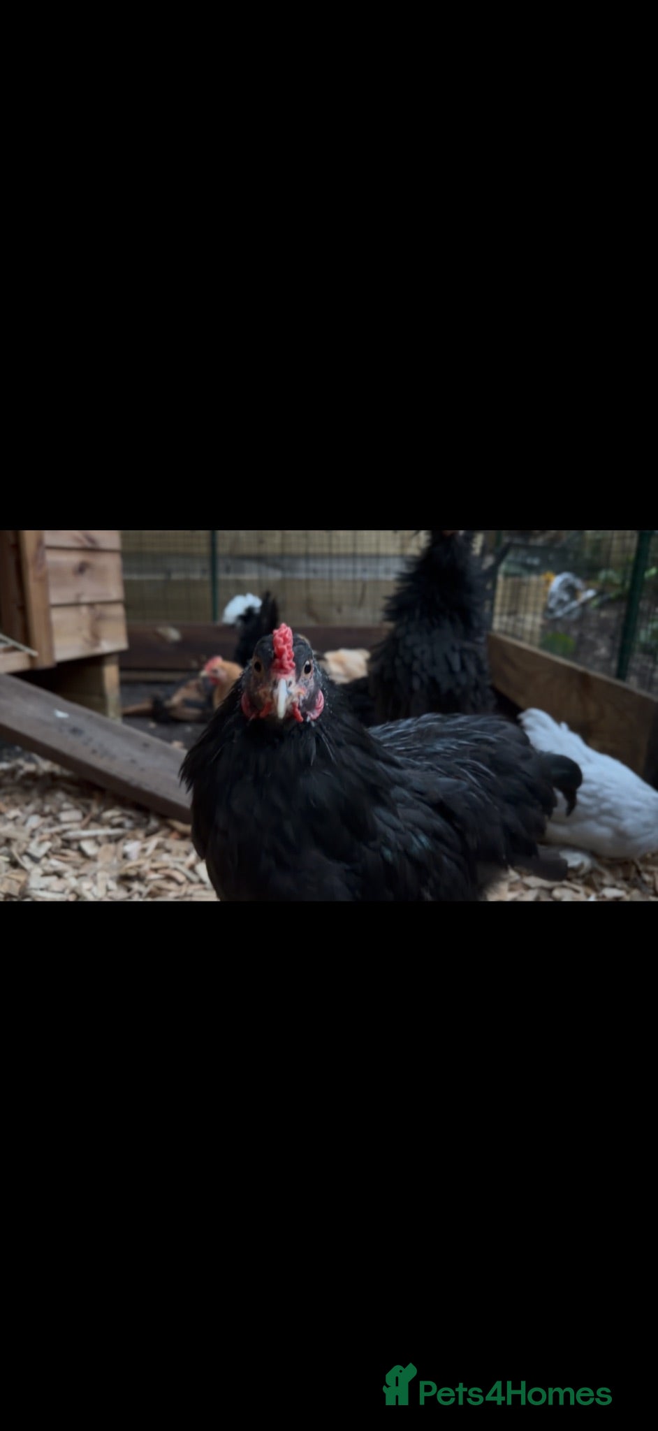 Chickens poultry Pekin Cockreal & polish Frizzle Cockreal  - Advert 1