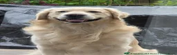 Mixed Breed dogs for sale: Golden Retriever x Collie puppies, ready 20th July in Sevenoaks - Advert 22