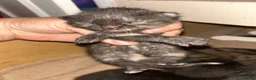 Mixed Breed cats for sale: 5 Mixed Bengal Kittens  in Bristol - Advert 10