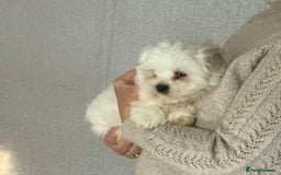Malshi dogs for sale: Maltese x shihtzu  puppy white with beige ears - Image 4