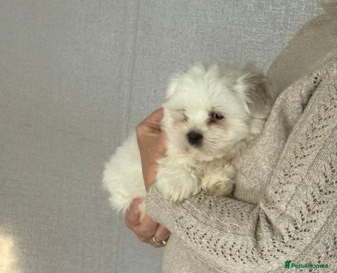 Malshi dogs for sale: Maltese x shihtzu  puppy white with beige ears - Image 4