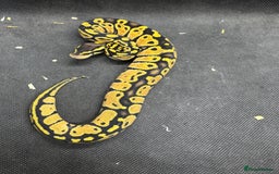 Python Snake reptiles for sale: Royal pythons from £30  - Image 7