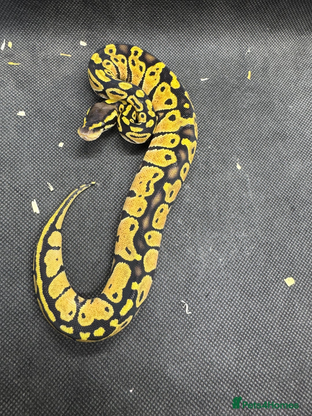 Python Snake reptiles for sale: Royal pythons from £30  - Image 7