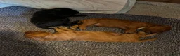 Cockapoo dogs for sale: A litter of 5 beautiful cockapoos in Halstead - Advert 4