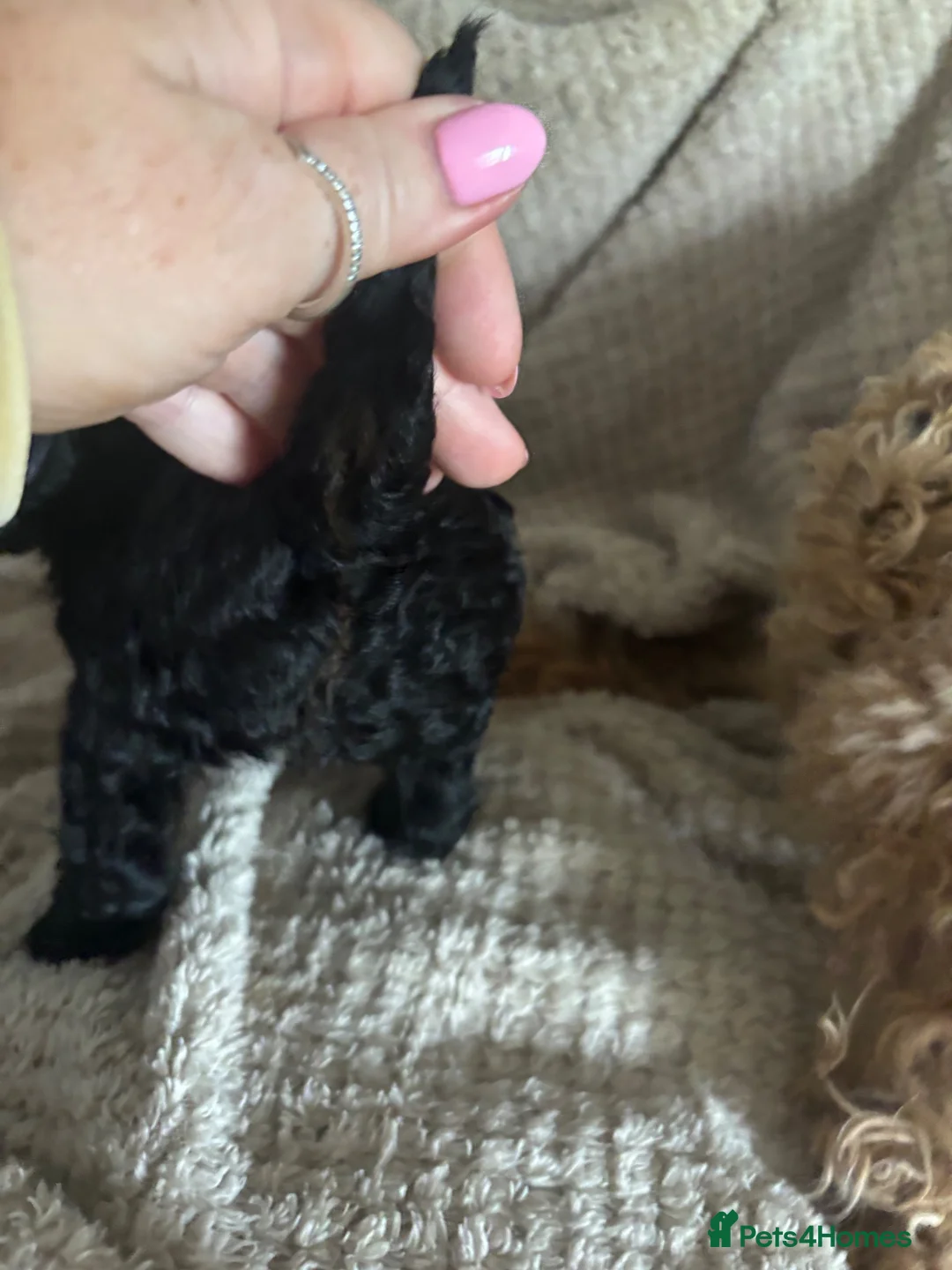 Toy Poodle dogs for sale: Beautiful toy poodles  - Advert 10