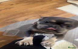 French Bulldog dogs for sale: French bulldogs Puppies - Image 2