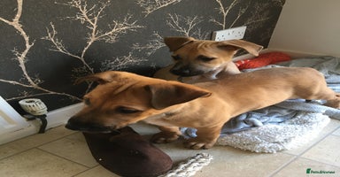 Mixed Breed dogs - Advert 2