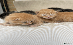 Mixed Breed cats for sale: 4Adorable Domestic Longhair Kittens-ready late Sep - Image 7