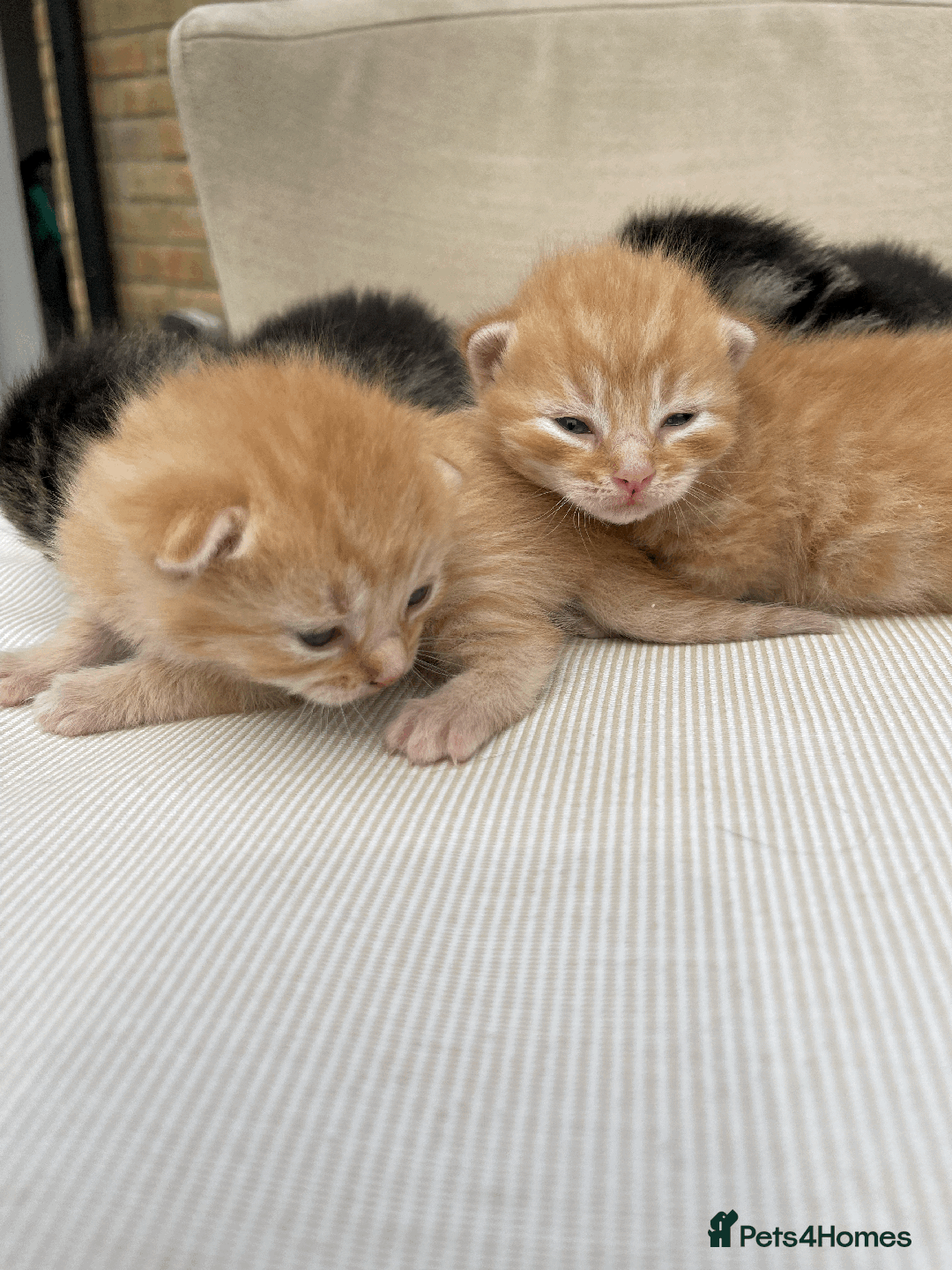 Mixed Breed cats for sale: 4Adorable Domestic Longhair Kittens-ready late Sep - Image 7