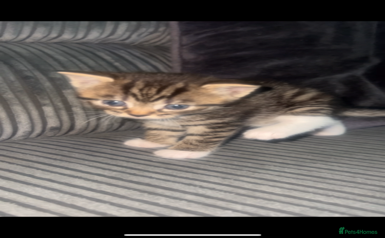 Bengal cats - Advert 6