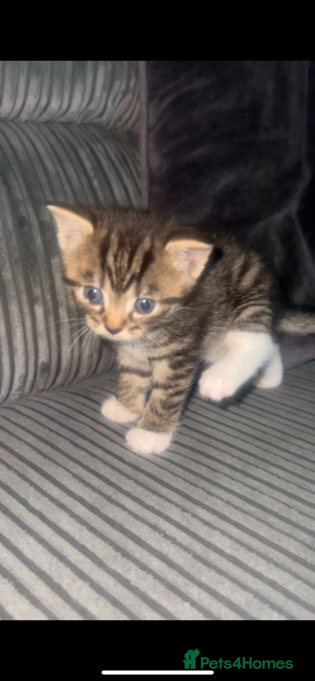 Bengal cats for sale: Bengal/Tabby - Image 5
