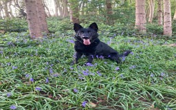 German Shepherd dogs for stud: Stunning black GSD - exceptional health and temper - Image 13