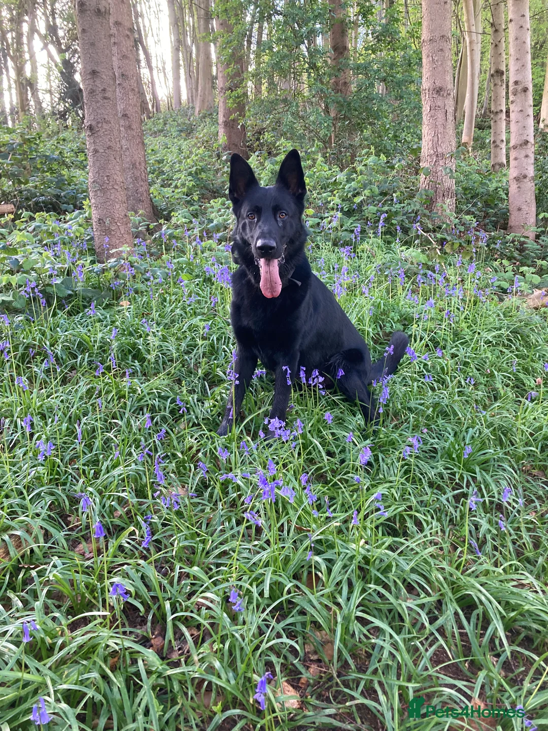 German Shepherd dogs for stud: Stunning black GSD - exceptional health and temper - Advert 16