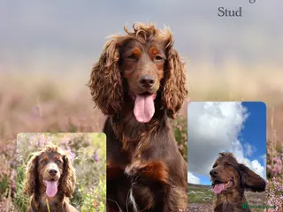 Cocker Spaniel dogs for stud: Excellent kc registered cocker spaniel at STUD. - Advert 1