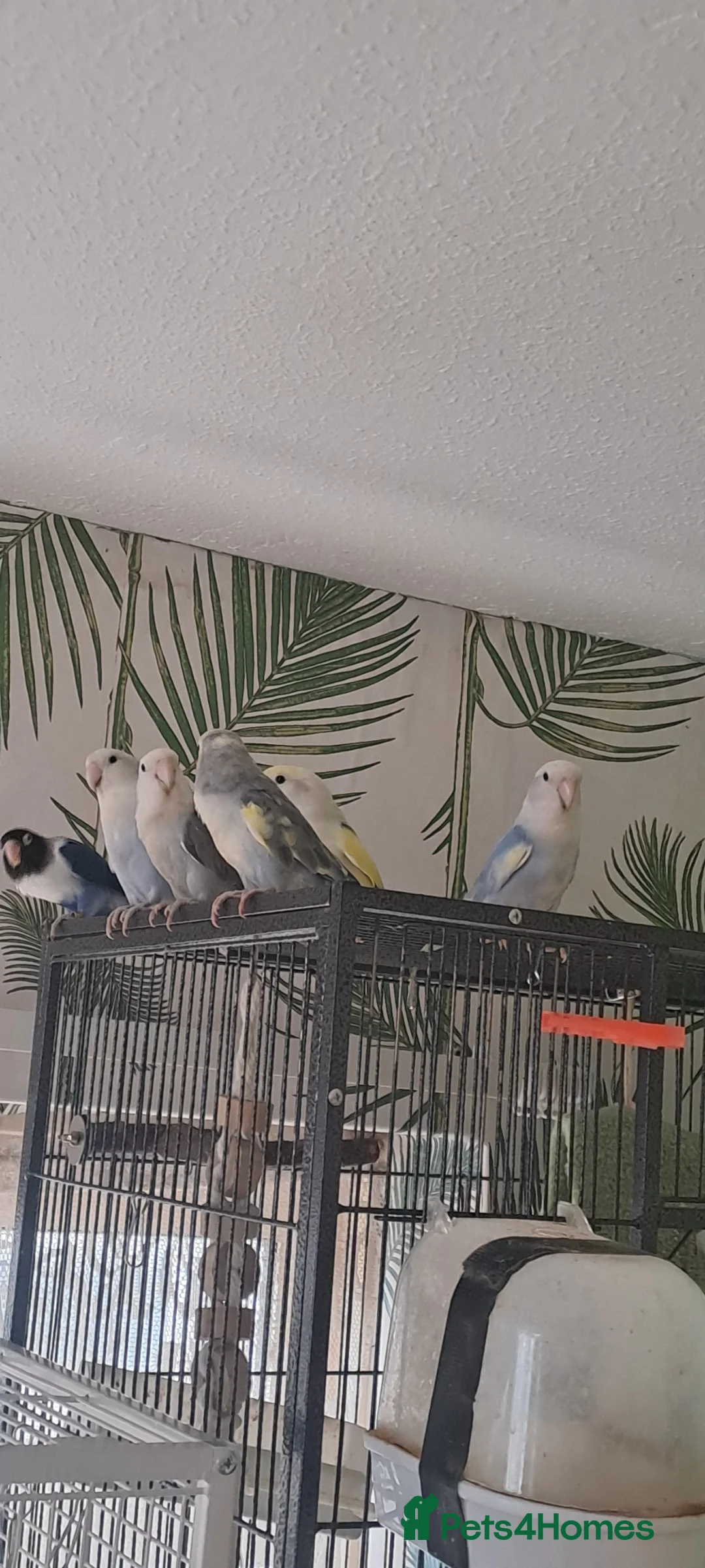 Lovebirds birds for sale: Lovebirds x 6 - Advert 1