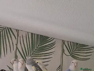 Lovebirds birds Lovebirds x 6 - Advert 14