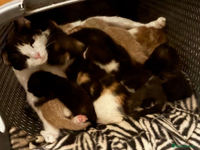 Mixed Breed cats Adorable Fluffy Kittens - Advert 1