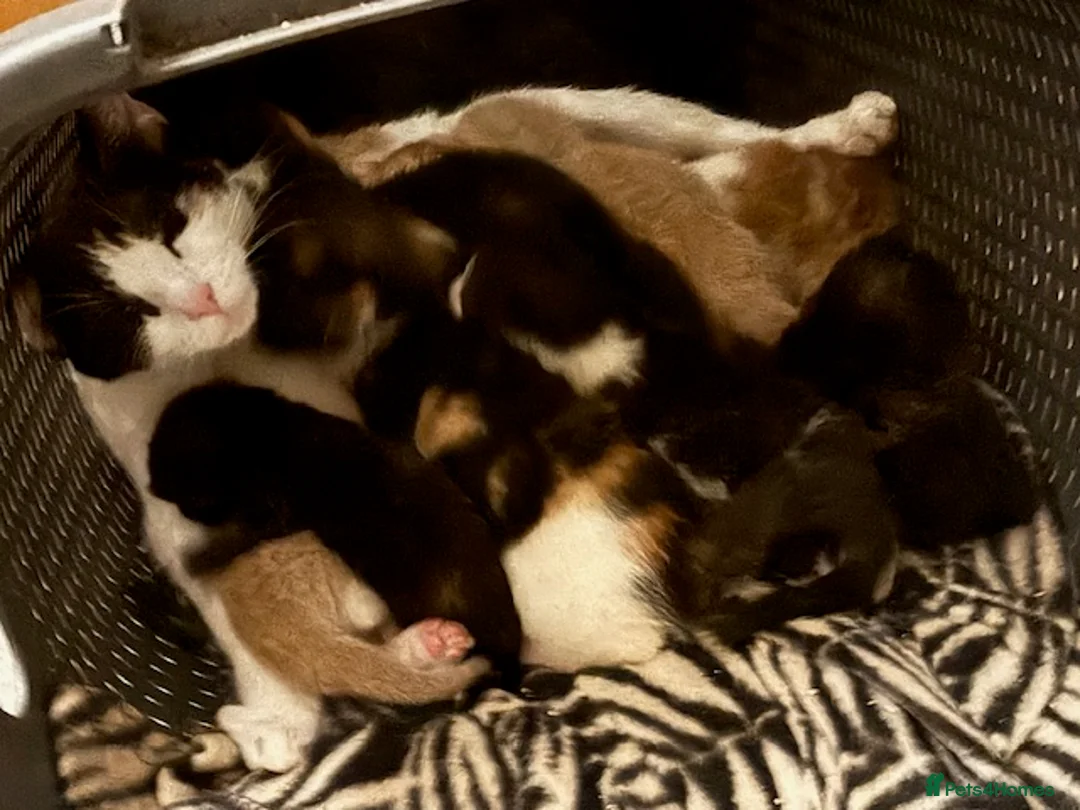 Mixed Breed cats for sale: Adorable Fluffy Kittens - Advert 1