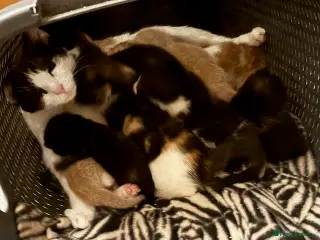 Mixed Breed cats Adorable Fluffy Kittens - Advert 1