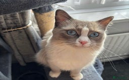 Ragdoll cats for sale: Ready Now!!!! 1 male Ragdoll - Image 8