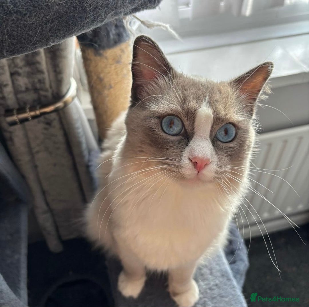 Ragdoll cats for sale: Ready Now!!!! 1 male Ragdoll - Image 8