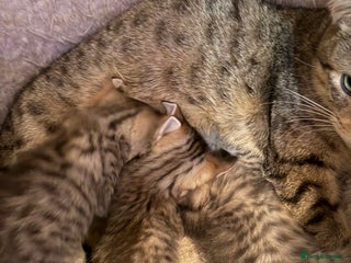 Savannah cats Beautiful little leopard Savannah - Advert 2