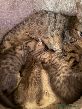 Savannah cats Beautiful little leopard Savannah - Advert 1