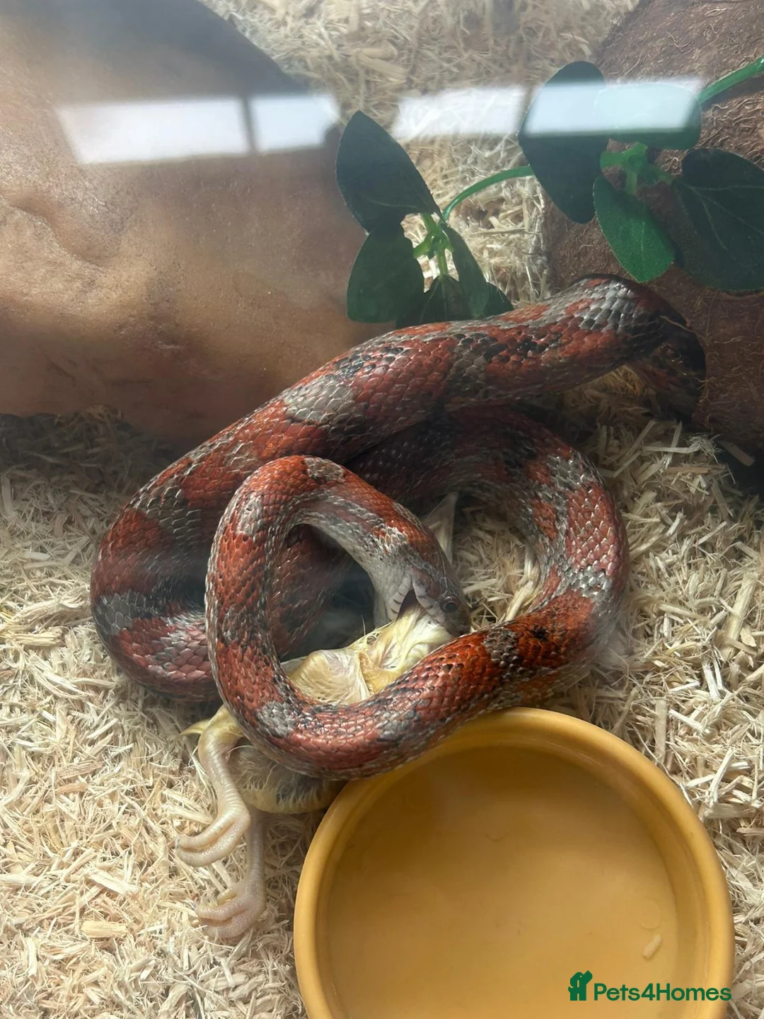 Corn Snake reptiles for sale: X2 Corn snake for sale with enclosure - Advert 3