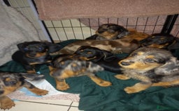 Dachshund dogs for sale: Dachshund cross pups 3/4 breed - Image 7