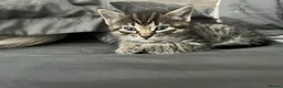 Ragdoll cats for sale: 7 stunning ragdoll x Maine coon kittens  - Advert 12