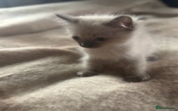 Ragdoll cats for sale: BEAUTIFUL RAGDOLL KITTENS - Image 7