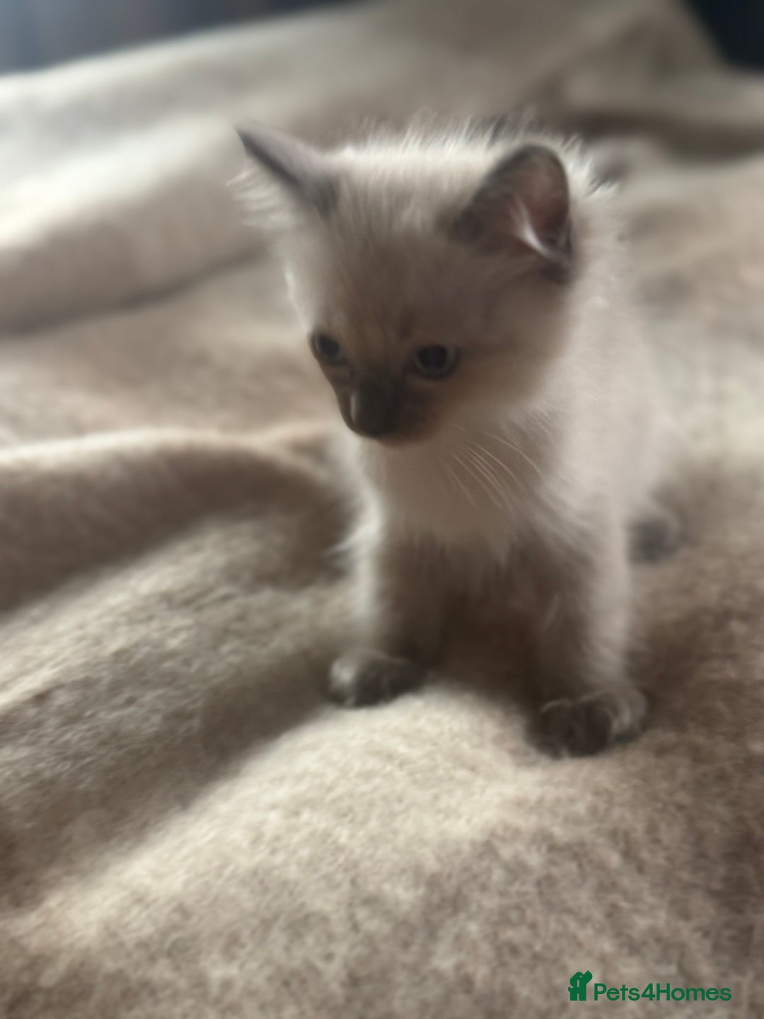 Ragdoll cats for sale: BEAUTIFUL RAGDOLL KITTENS - Image 7