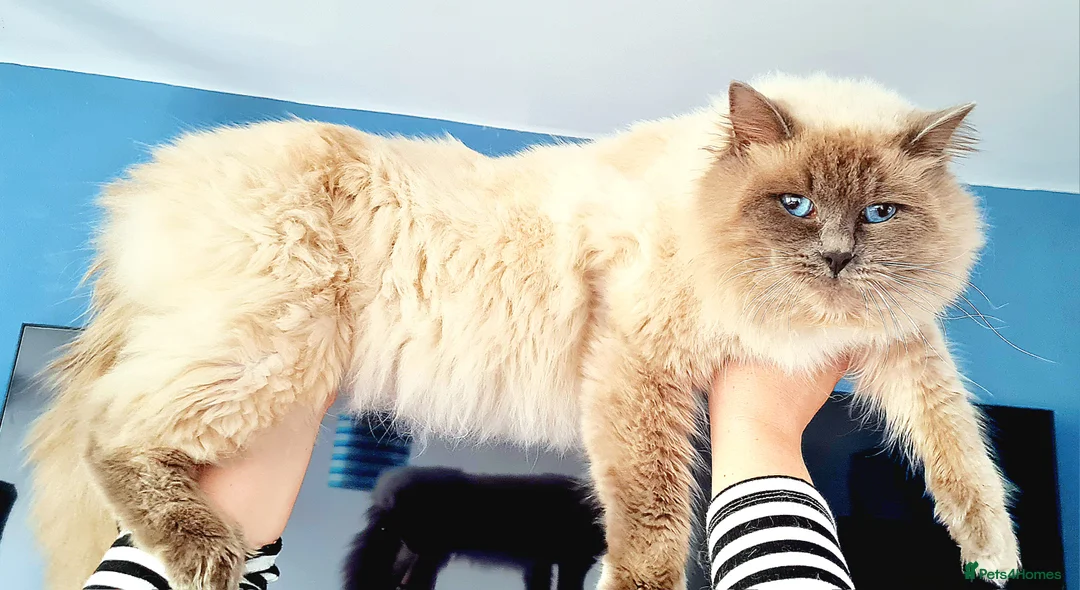 Ragdoll cats for stud: Stud Muffin in Ilkeston - Advert 5