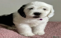 Sheepadoodle dogs for sale: unique sheepadoodles due - Image 37