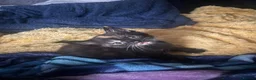 Mixed Breed cats for sale: Kittens for sale - Advert 5