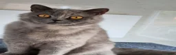 British Shorthair cats for sale: British Shorthair blue/cream girl.  - Advert 2