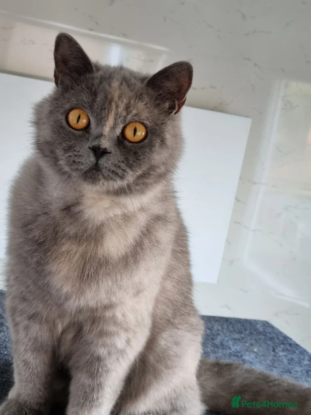 British Shorthair cats for sale: British Shorthair blue/cream girl.  - Advert 2