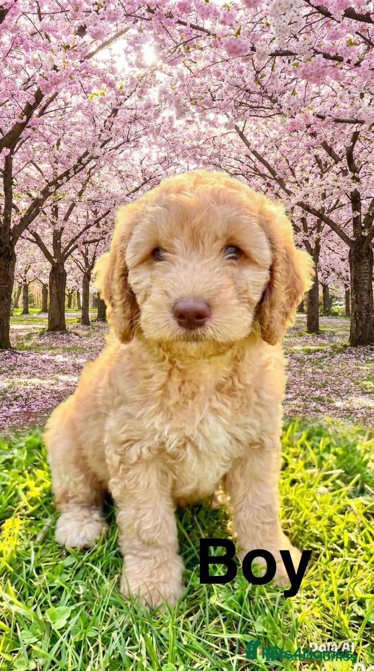 Cockapoo dogs DNA TESTED, Last miniature Cockapoo, Ready Now  - Advert 17