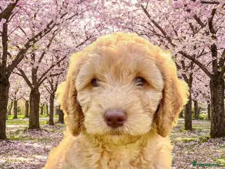 Cockapoo dogs REDUCED, DNA TESTED, Last Cockapoo, Ready Now - Advert 17