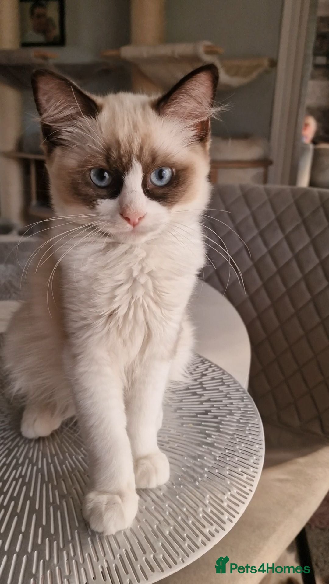 Ragdoll cats Last 2 Luxury Kittens left -European line Ragdoll - Advert 2