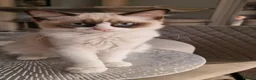 Ragdoll cats for sale: Last 2 Luxury Kittens left -European line Ragdoll - Advert 2